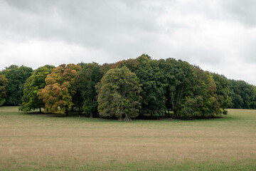 Canvas Print - circle of trees just starting to get Autumn colour in the English countryside