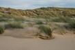 new dune formation with beach grass on the sandy Nortsea beach of the island Goeree Overflakkee at sunset 