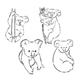 Fototapeta Pokój dzieciecy - Koala bear animal on tree sketch engraving vector illustration. Scratch board style imitation. Black and white hand drawn image.