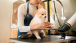 © tonefotografia - Female professional groomer blowing dry dog fur at pet spa grooming salon