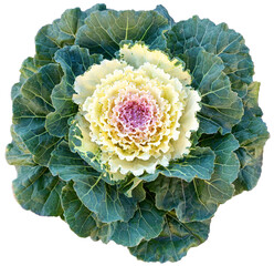 Yellow ornamental cabbage isolated RAW.