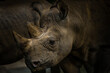 Portrait rhino - african, famous animal