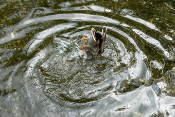 Canvas Print - male mallard duck upside down in the river