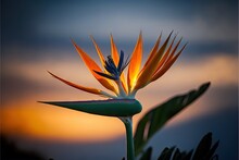 A Bird Of Paradise Flower With The Sun Setting In The Backgrouund Behind It And A Dark Blue Sky With Clouds In The Backgrouund Of The Sun.