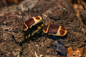 Wall Mural - Goldhead beetle in a terrarium.