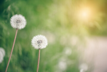 Wall Mural - beautiful spring background with fluffy dandelion in sunlight on a blurred green background . select