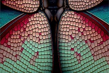  A Close Up Of A Colorful Butterfly With A Blue Background And A Red And Green Pattern On The Wings Of The Butterfly's Wings And Back Of The Wings.