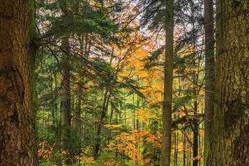 Wall Mural - Autumn landscape - view of autumn forest in mountainous area in early morning, Carpathians, Ukraine