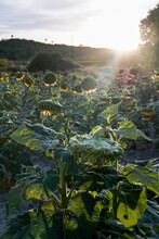 Field With Sunflowers At Sunset In The Backlight. Moody Photo Of Ripe Sunflowers.