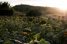 Field With Sunflowers At Sunset In The Backlight. Moody Photo Of Ripe Sunflowers.