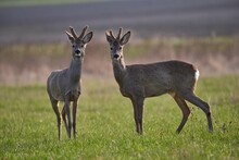 Two Buck Deer In The Wild.