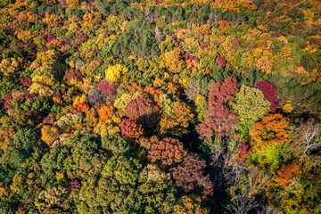 Wall Mural - Autumn color forest. Aerial view from a drone over colorful autumn trees in the forest.