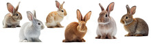 Rabbits On A Png Background Created With Generative Ai