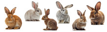 Rabbits On A Png Background Created With Generative Ai