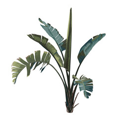 Wall Mural - Banana tree. Palm plant. Indoor plant for your decor.