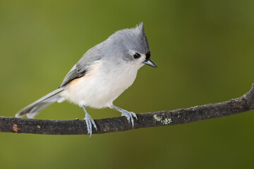 Sticker - Tufted Titmouse Perched on a Slender Tree Branch