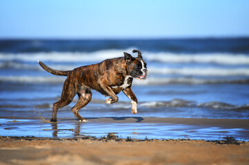 Sticker - german boxer dog running on a beach in summer