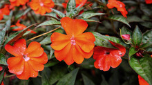 Sun Harmony Or Sonic Orange New Guinea Impatiens Deep Orange Flower Blooming At The Garden.