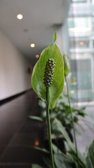 Wall Mural - Beautiful White Spathiphyllum flower or Peace Lily as ornamental plant.