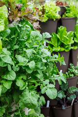 Wall Mural - Fresh arugula leaves growing in a vertical container garden in spring