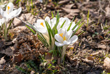 Fototapeta Tulipany - white crocus flowers