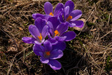 Fototapeta Tulipany - spring crocus flowers