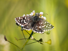 Southern Grizzled Skipper Butterfly (Pyrgus Malvoides)