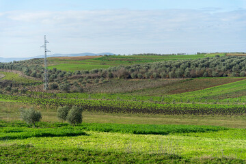 Wall Mural - Albania landscape farm and olive tree plantation, in wonderful sky, flock of birds