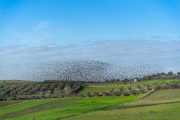 Wall Mural - Albania landscape farm and olive tree plantation, in wonderful sky, flock of birds