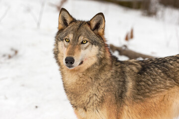 Naklejka na meble Grey Wolf (Canis lupus) Stands Looking Out Ears Forward Winter