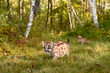 Cougar Kitten (Puma concolor) Steps Forward Sibling in Background Autumn