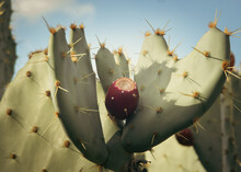 Prickly Pear Fruit; Close-up, Cactus, Desert, Arizona