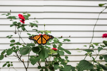 Monarch Butterfly On Rosebush Against White Wall With Open Wings