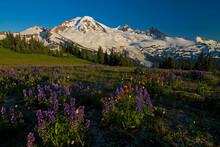 Evening Light Plays Across Wild Flowers And Mt. Baker On Skyline Divide, Mt. Baker Wilderness, Washington State.