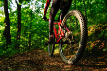 Rear View Of A Young Woman Riding A Mountain Bike In A Forest, Poland.