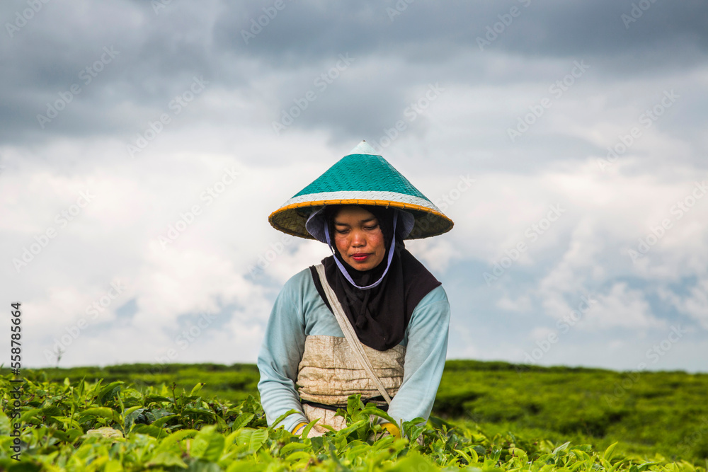 Sumatra Tea A woman harvests tea leaves at a tea plantation in the Kerinci Valley ...