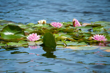 Multiple Pale Pink Lotus Flowers Among Vibrant Green Lily Pads With A Strong Fragrance. The Surface Of The Calm Water Has Blue Ripples. The Wild Exotic Oriental Waterlily Pads Bloom In Spring. 