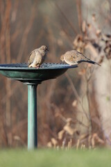 Wall Mural - Two mourning doves looking for water in a birdbath on a cold autumn morning in New York