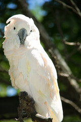 Portrait of a white cockatoo