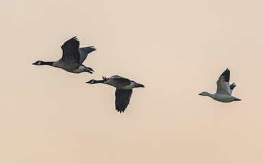 Poster - Snow Goose, Anser caerulescens and Canada Geese, Branta canadensis in flight