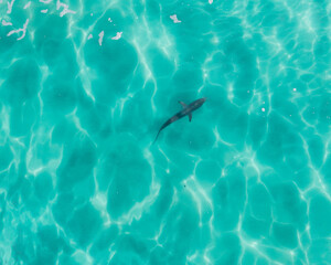 Poster - Aerial view of a shark in pristine blue water