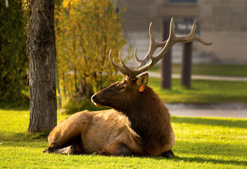 Canvas Print - Bull Elk