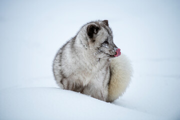 Arctic Fox