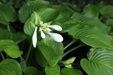 Beautiful Hosta Plantaginea With White Flowers And Green Leaves In Garden, Closeup