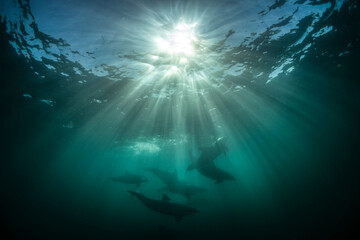 Underwater photo of wild dolphins, Australia