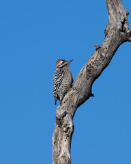 Wall Mural - Male Ladder Backed Woodpecker