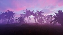 Misty Palm Grove