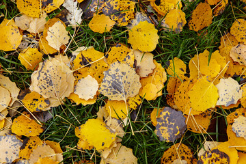 Wall Mural - Beautiful autumn leaves on grass. The bright colors of fall. Blurred image, selective focus