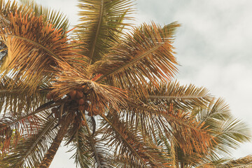  Coconut palm trees are under bright sky. Tropical background