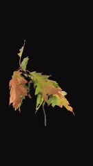 Wall Mural - Time lapse of drying fall colors Acer tree leaves with ALPHA transparency channel isolated on black background, vertical orientation